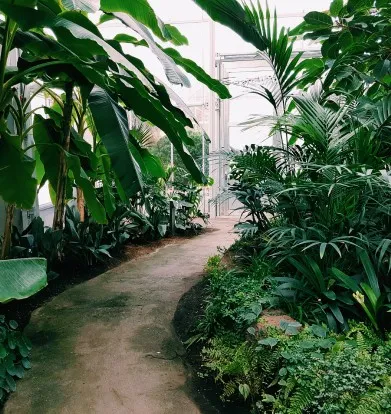A nice path in an indoor garden.
